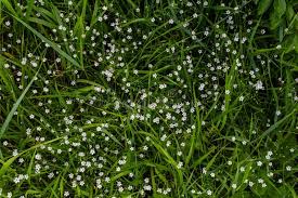 Attēlu rezultāti vaicājumam “Stellaria longifolia”