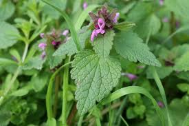 Attēlu rezultāti vaicājumam “Lamium purpureum”