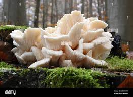 Attēlu rezultāti vaicājumam “Hericium cirrhatum”