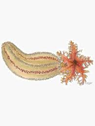 Image result for Cucumaria frondosa