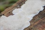 Attēlu rezultāti vaicājumam “Cinereomyces lindbladii”