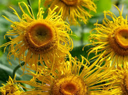 Attēlu rezultāti vaicājumam “Telekia speciosa”