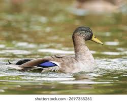 Attēlu rezultāti vaicājumam “Anas platyrhynchos male”