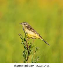 Attēlu rezultāti vaicājumam “Motacilla flava flava adult”