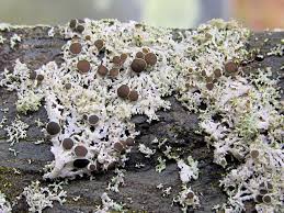 Attēlu rezultāti vaicājumam “Schistidium apocarpum young”