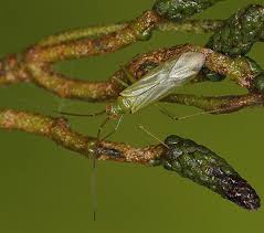 Attēlu rezultāti vaicājumam “Blepharidopterus angulatus”