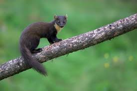 Attēlu rezultāti vaicājumam “Martes martes”