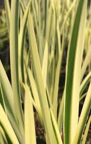 Image result for Acorus calamus