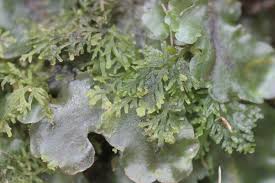 Attēlu rezultāti vaicājumam “Riccardia multifida”