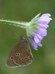 Attēlu rezultāti vaicājumam “Aphantopus hyperantus underside”