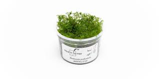 Attēlu rezultāti vaicājumam “Hottonia palustris leaf”