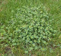 Attēlu rezultāti vaicājumam “Lycogala succineum”