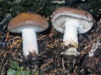 Attēlu rezultāti vaicājumam “Stropharia hornemannii”