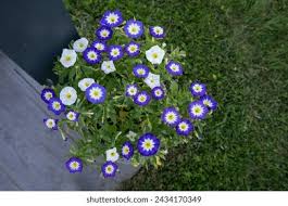 Image result for Convolvulus tricolor