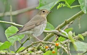 Image result for Catharus ustulatus