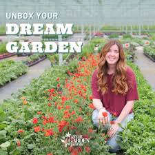 Attēlu rezultāti vaicājumam “Inula britannica bud”