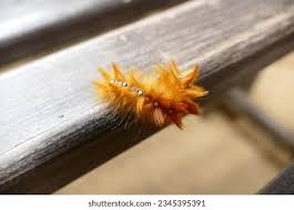 Attēlu rezultāti vaicājumam “Arctia caja larva”