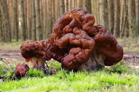 Attēlu rezultāti vaicājumam “Gyromitra esculenta”