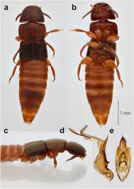 Attēlu rezultāti vaicājumam “Staphylinidae”