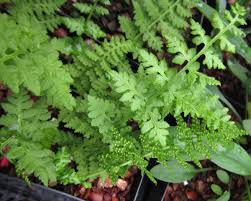 Attēlu rezultāti vaicājumam “Cystopteris fragilis”