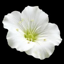 Attēlu rezultāti vaicājumam “Arenaria procera flower”