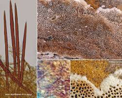 Attēlu rezultāti vaicājumam “Phellinus ferruginosus”