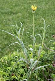Image result for Tragopogon pratensis