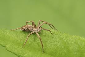 Attēlu rezultāti vaicājumam “Pisaura mirabilis female”