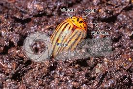 Attēlu rezultāti vaicājumam “Leptinotarsa decemlineata”