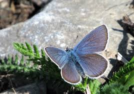 Attēlu rezultāti vaicājumam “Cyaniris semiargus underside”