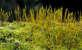 Attēlu rezultāti vaicājumam “Tortula muralis sporophyte”