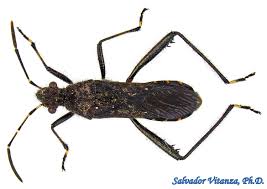 Attēlu rezultāti vaicājumam “Agrodiaetus amandus male”