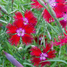 Image result for Dianthus superbus