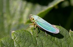 Attēlu rezultāti vaicājumam “Cicadella viridis”