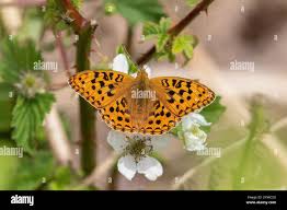 Attēlu rezultāti vaicājumam “Argynnis adippe male”