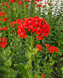 Attēlu rezultāti vaicājumam “Silene chalcedonica flower”