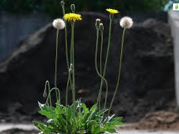 Attēlu rezultāti vaicājumam “Leontodon hispidus”