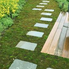 Attēlu rezultāti vaicājumam “Bryum caespiticium”