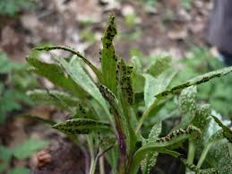 Attēlu rezultāti vaicājumam “Tranzschelia pruni-spinosae”