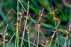 Attēlu rezultāti vaicājumam “Carex pulicaris”