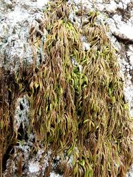 Attēlu rezultāti vaicājumam “Pterigynandrum filiforme”