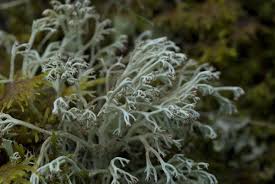Attēlu rezultāti vaicājumam “Cladonia mitis”