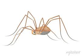Attēlu rezultāti vaicājumam “Opiliones”