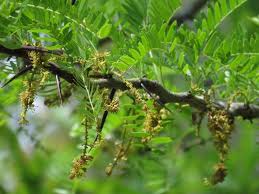 Attēlu rezultāti vaicājumam “Gleditsia triacanthos bud”