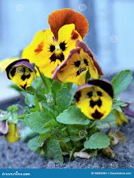 Attēlu rezultāti vaicājumam “Viola tricolor leaf”
