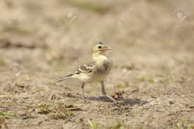 Attēlu rezultāti vaicājumam “Motacilla alba juvenile”