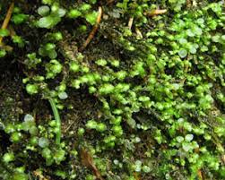 Attēlu rezultāti vaicājumam “Scapania irrigua”