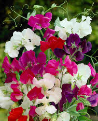 Attēlu rezultāti vaicājumam “Lathyrus”