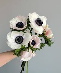 Attēlu rezultāti vaicājumam “Anemone”