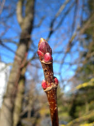 Attēlu rezultāti vaicājumam “Acer platanoides bud”